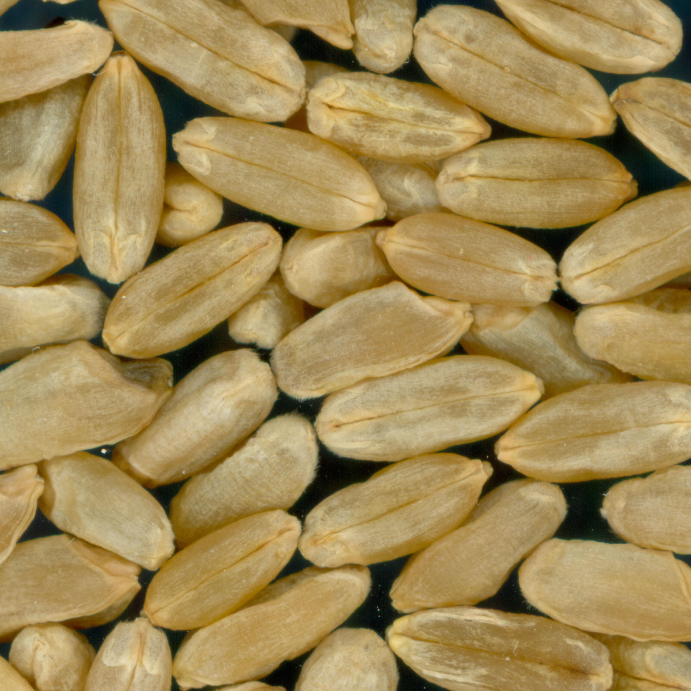 Click for 3 image(s) for this accession. KERNELS